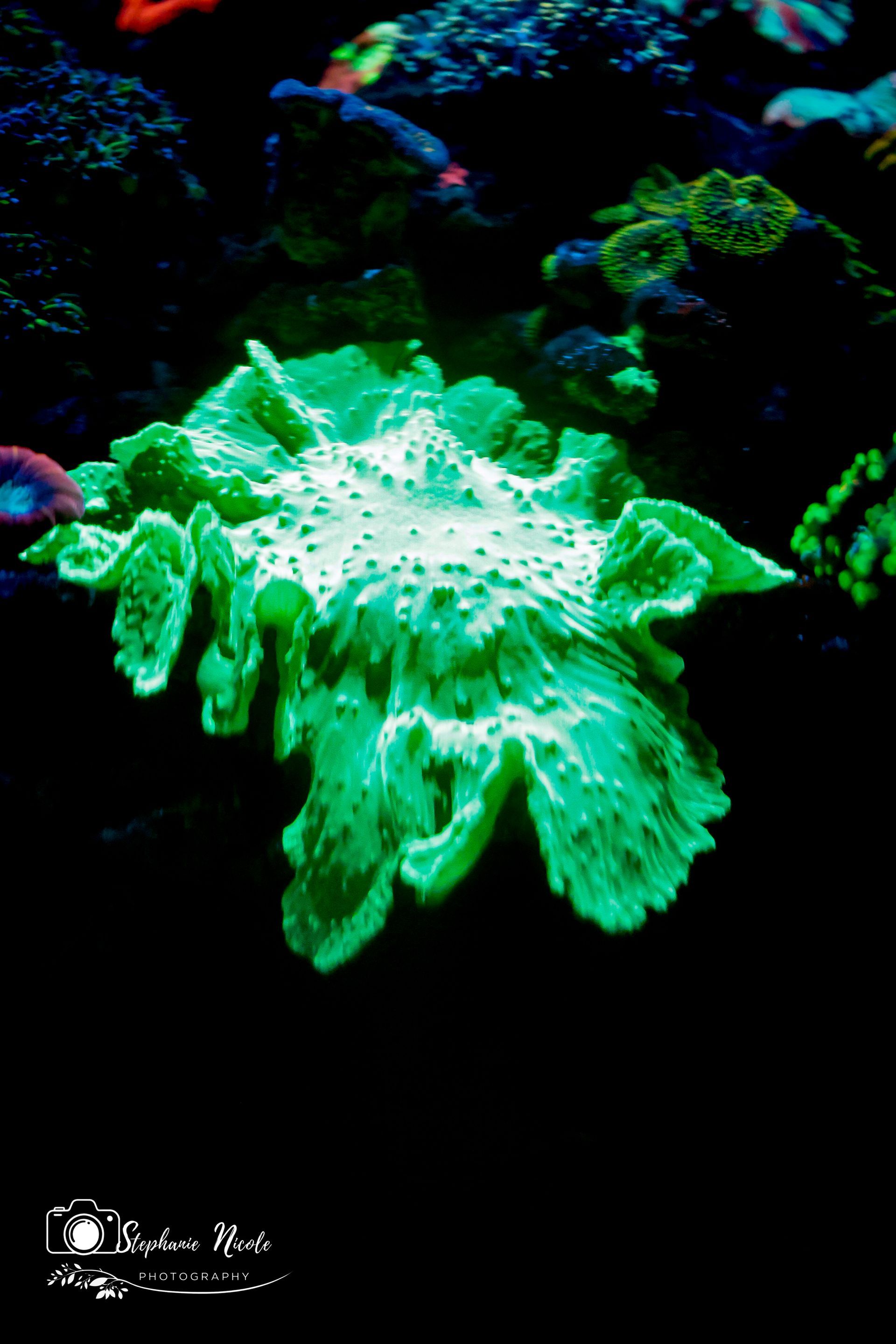 A glowing, bright green, wavy-edged mushroom coral centers a dark saltwater aquarium, surrounded by other dark coral.