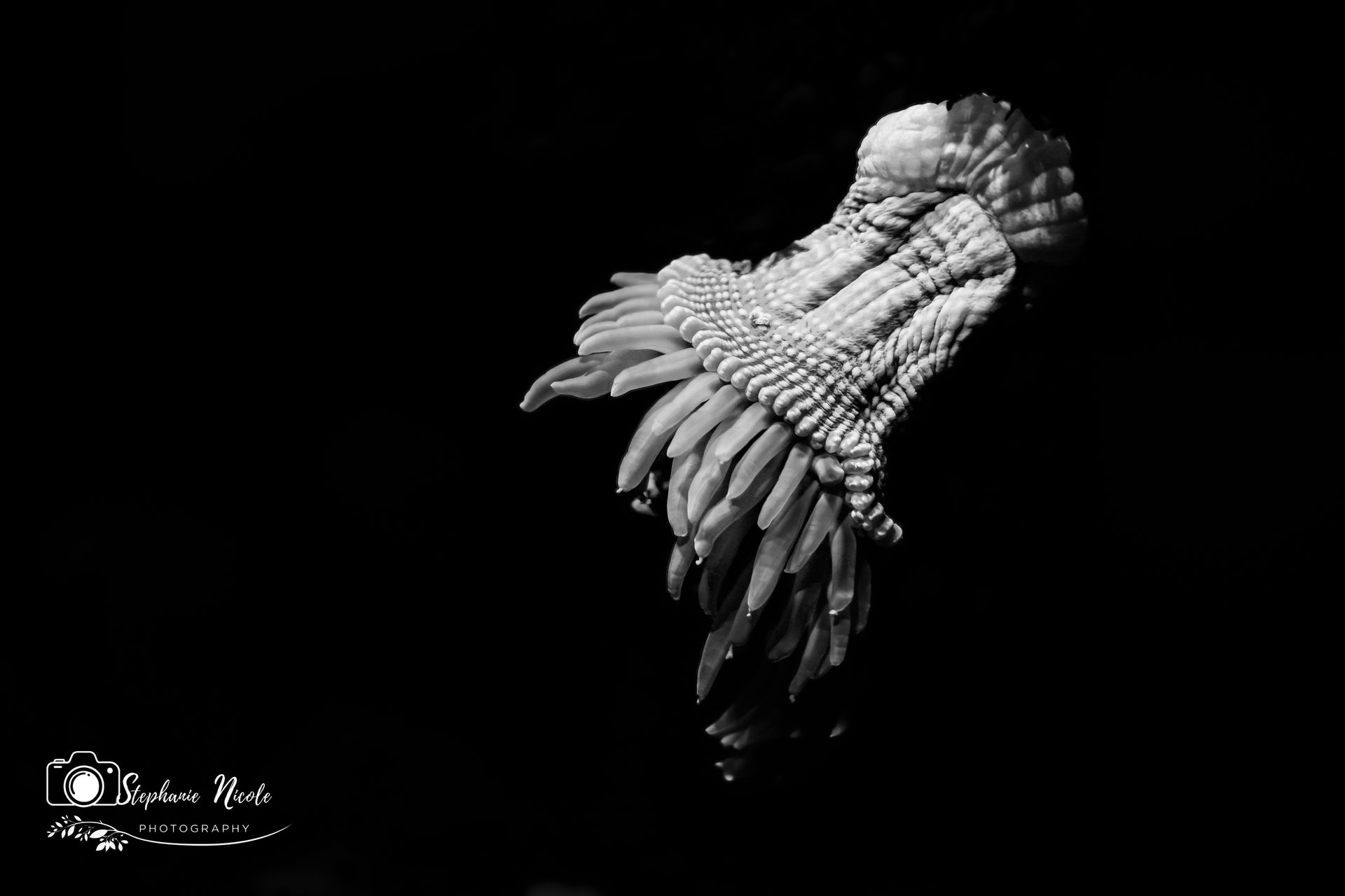 Black and white photo of a jellyfish floating against a dark, solid black background.