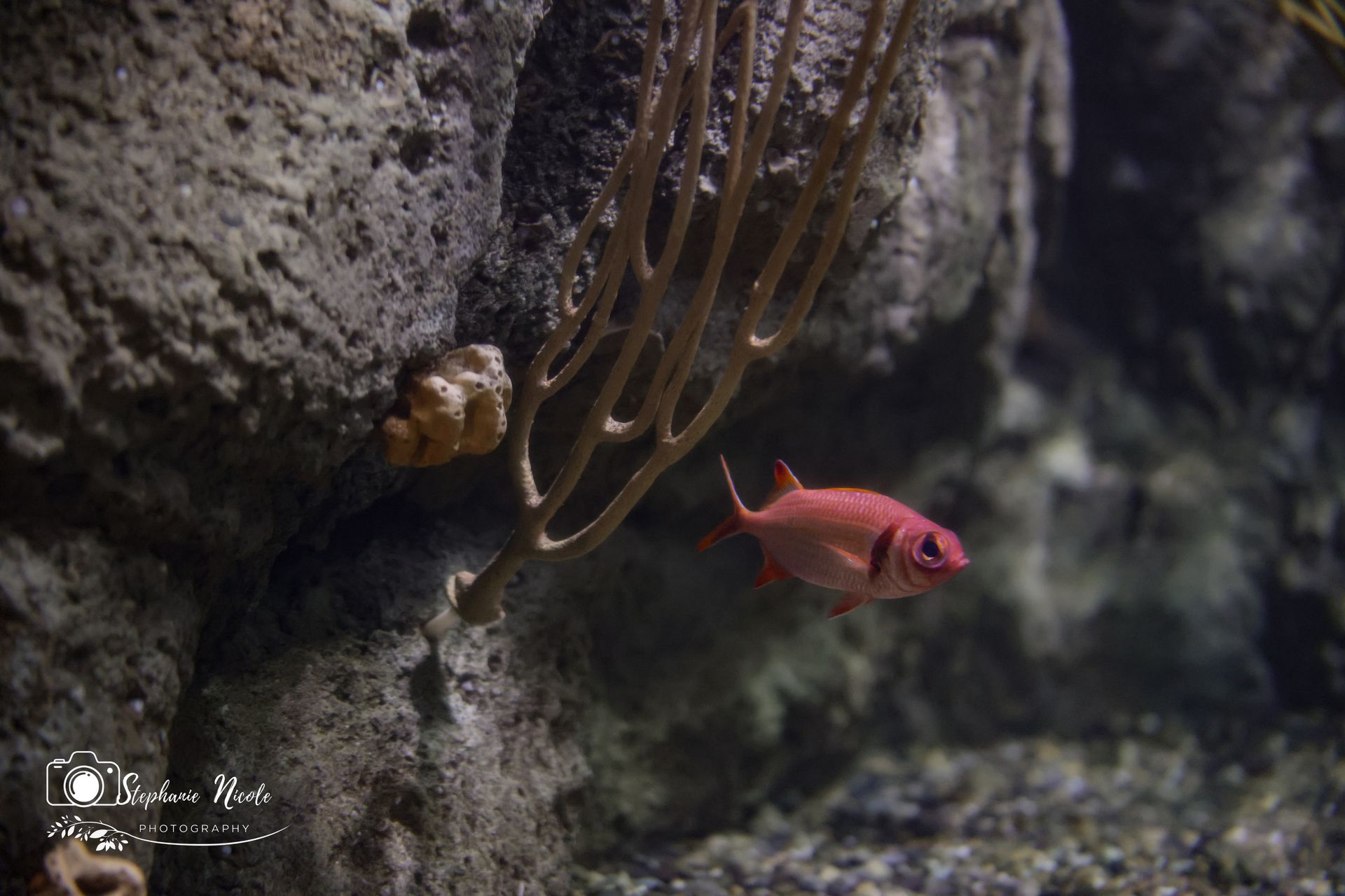 A small, vibrant pink squirrelfish swims through a dark, rocky underwater environment next to a brown coral branch.