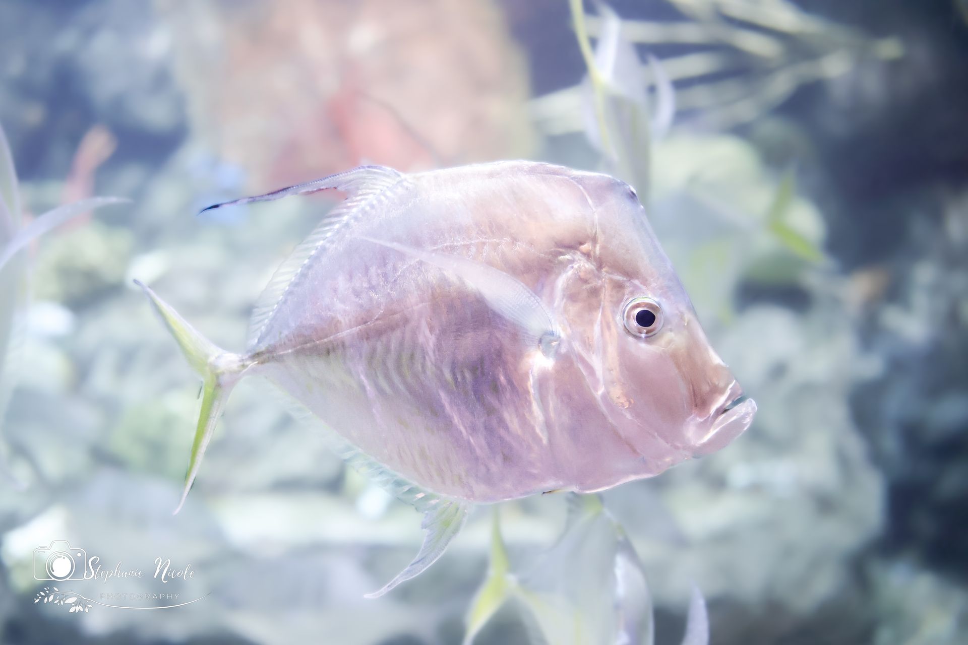 A translucent, silver-hued Lookdown fish swims through a soft-focus underwater environment.