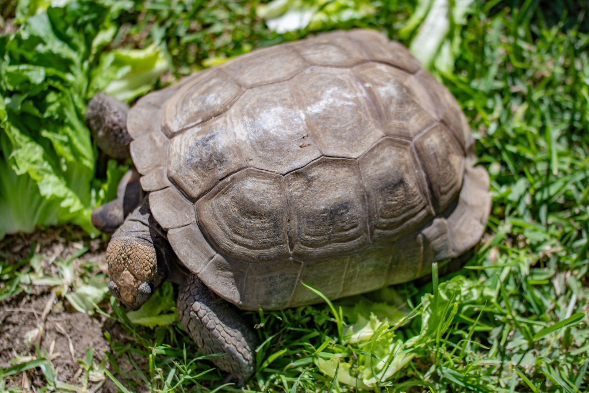 Brown tortoise walking through green grass outdoors