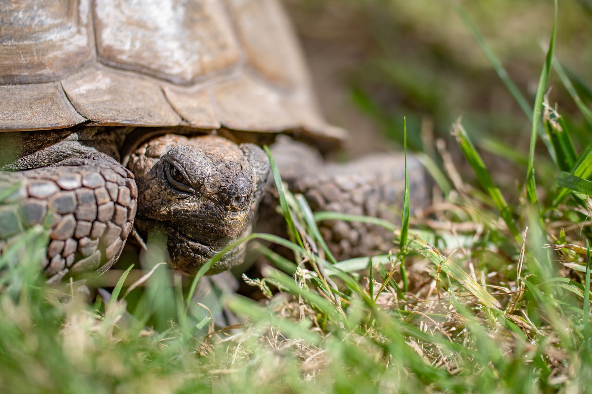 Close-up of a tortoise resting in grass with its head peeking out from its shell