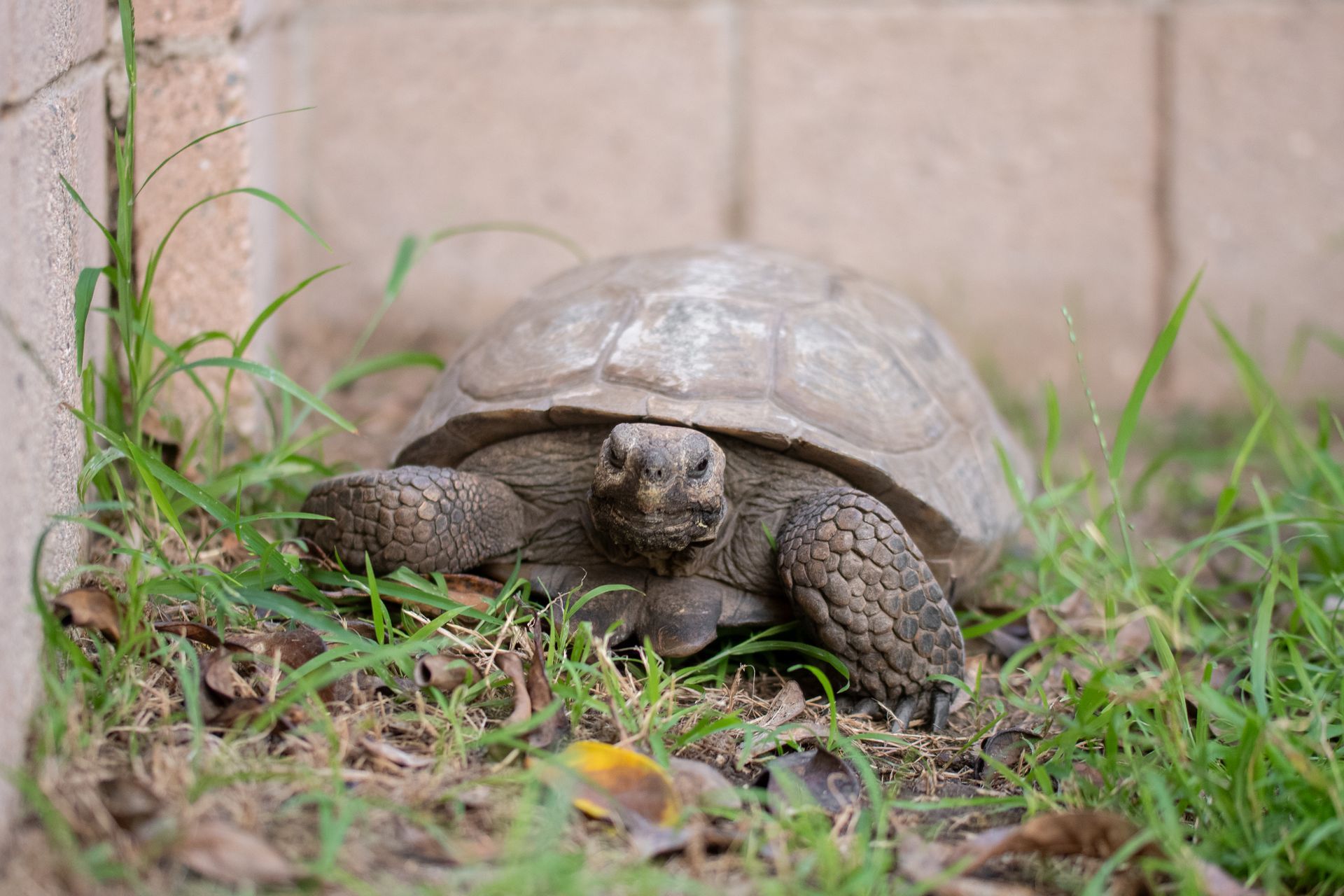 Tortoise walking through grass beside a beige wall