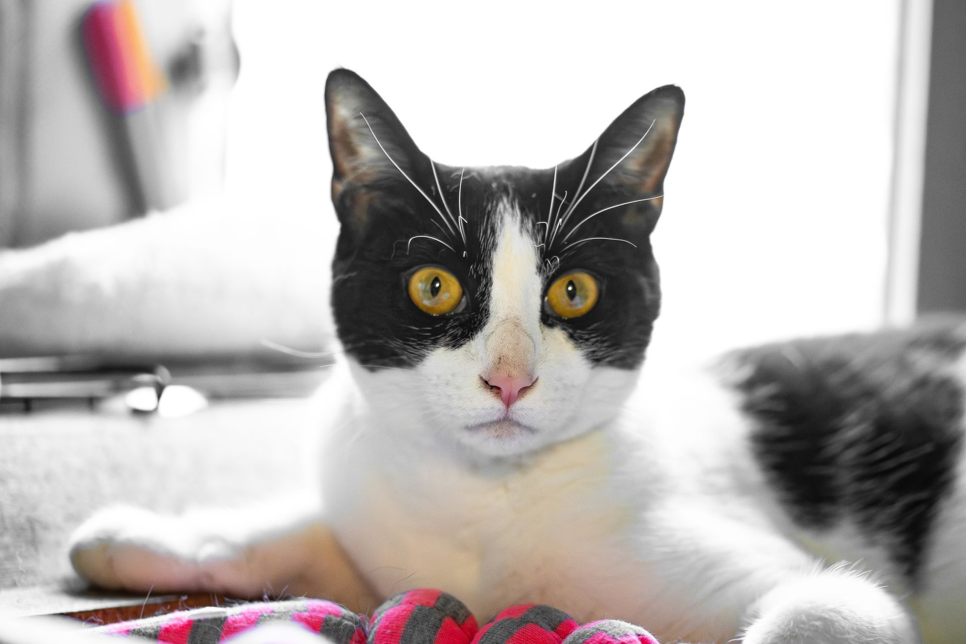 Black and white cat with yellow eyes лежing on a bed, looking at the camera