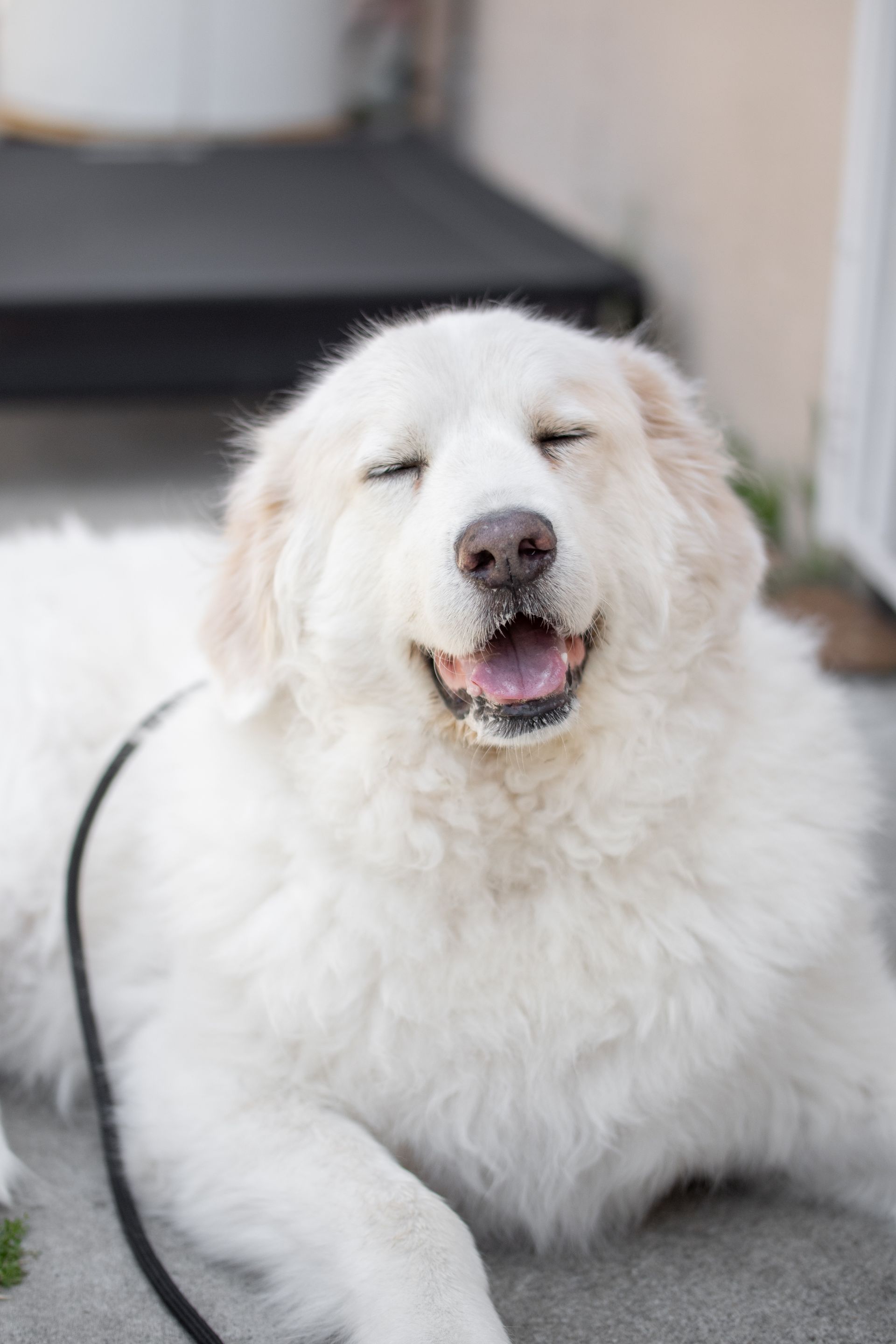 White fluffy dog sitting on a floor, eyes closed and mouth slightly open in a relaxed expression