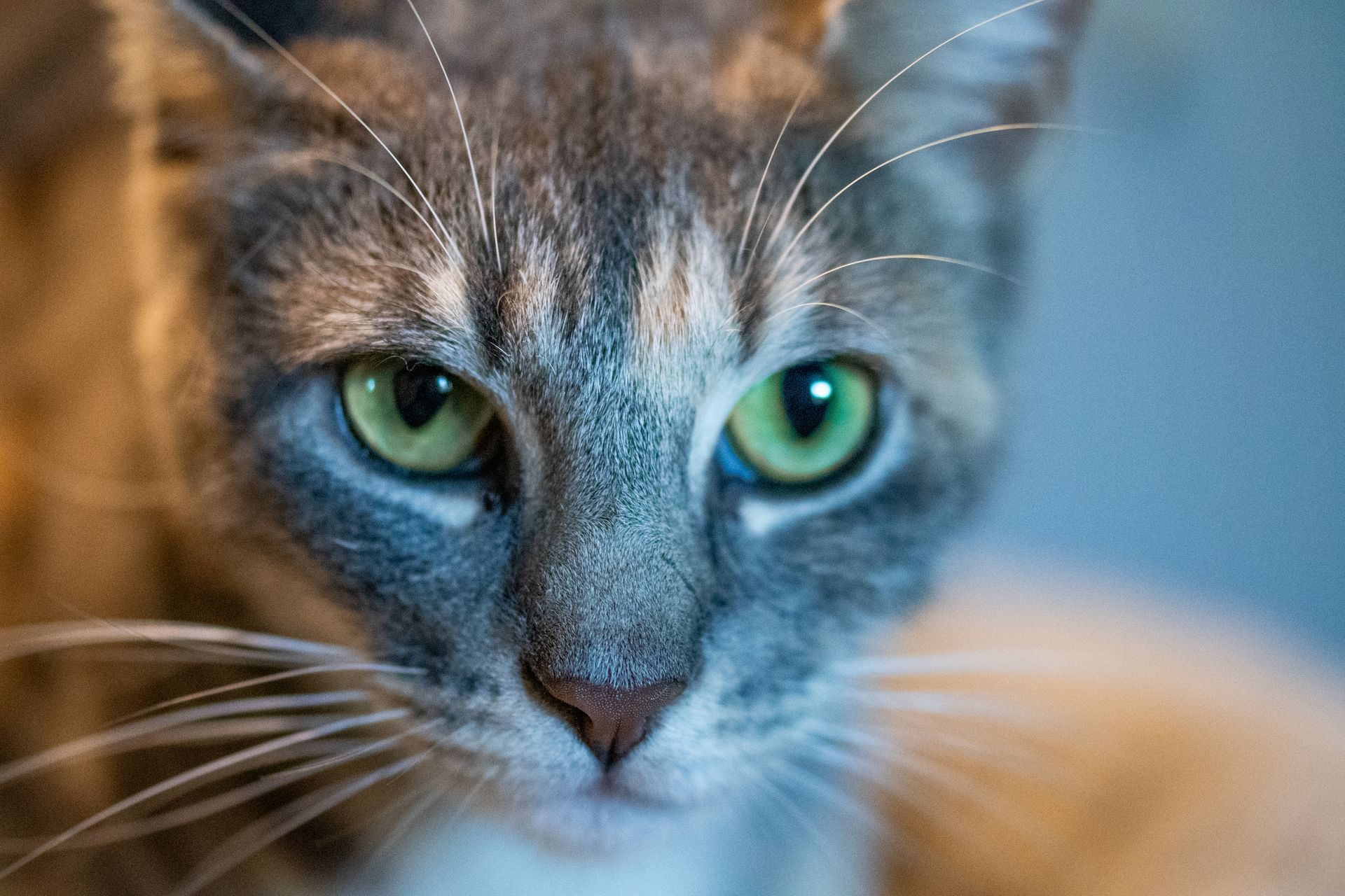 Close-up of a gray tabby cat with bright green eyes and white whiskers