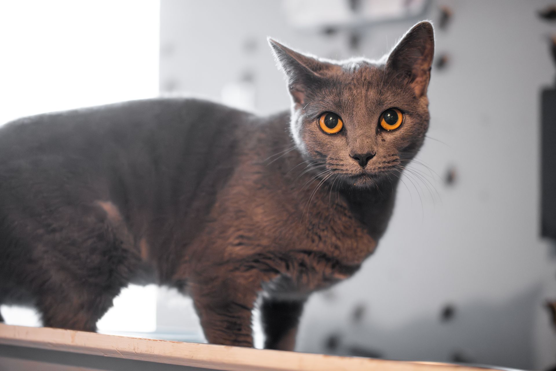 Dark gray cat with amber eyes standing on a ledge indoors