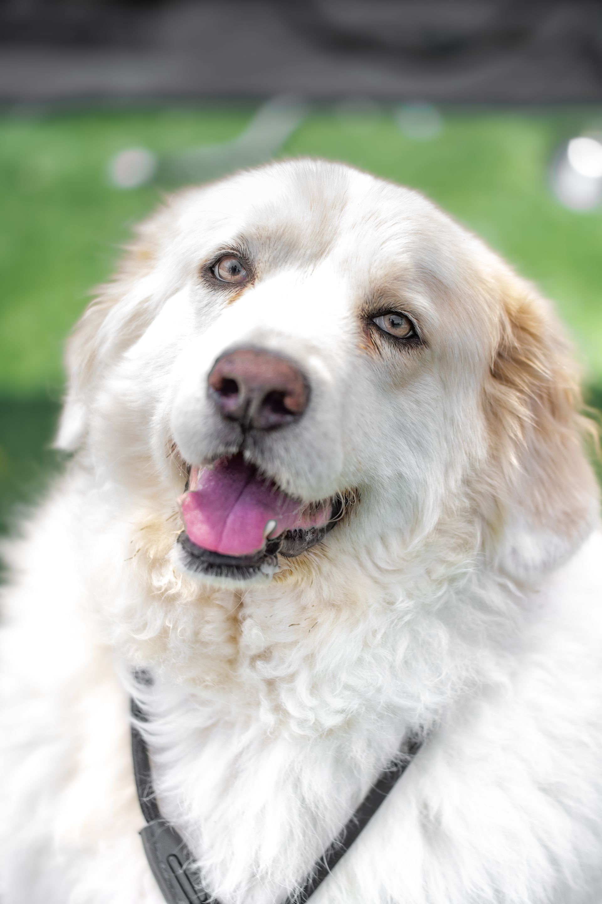 White dog with a black harness, smiling outdoors against a blurred green background