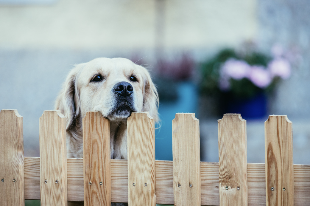 A dog is looking over a wooden fence.