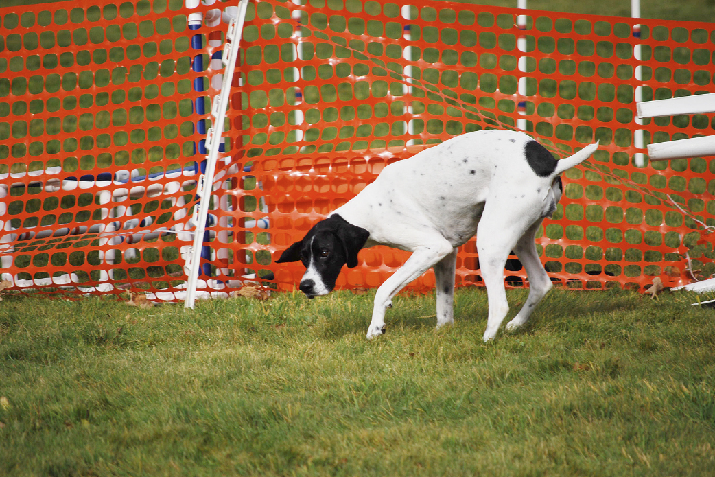 Pet Containment Systems in Athens, Georgia