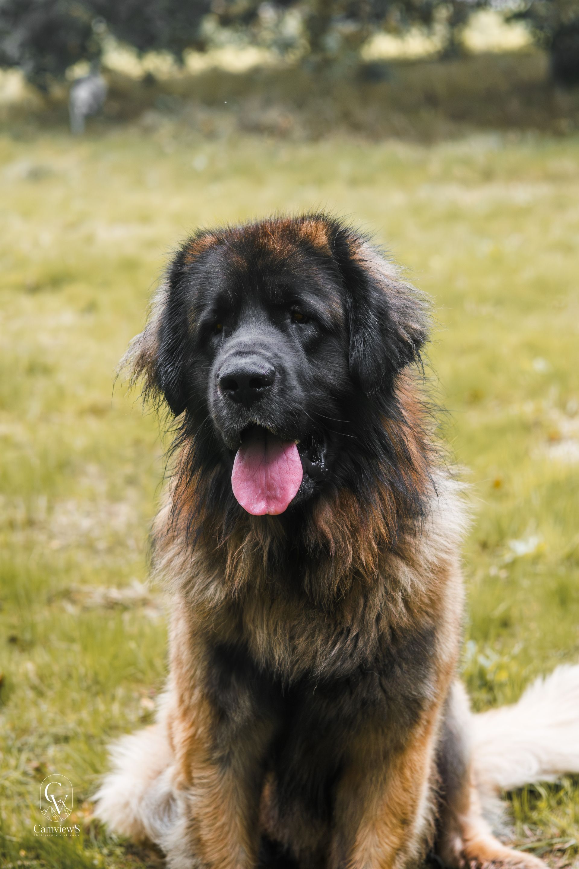 Chien leonberg mâle