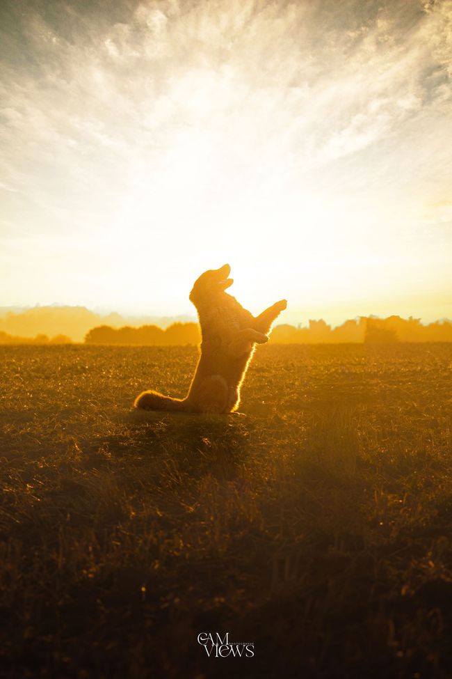 Chienne Leonberg Sanae de la tribu des hermines