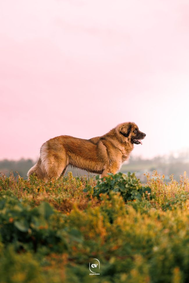 Chienne Leonberg Sanae de la tribu des hermines