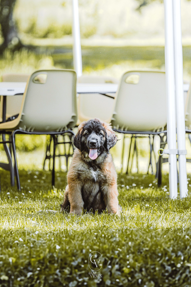 Chiot leonberg