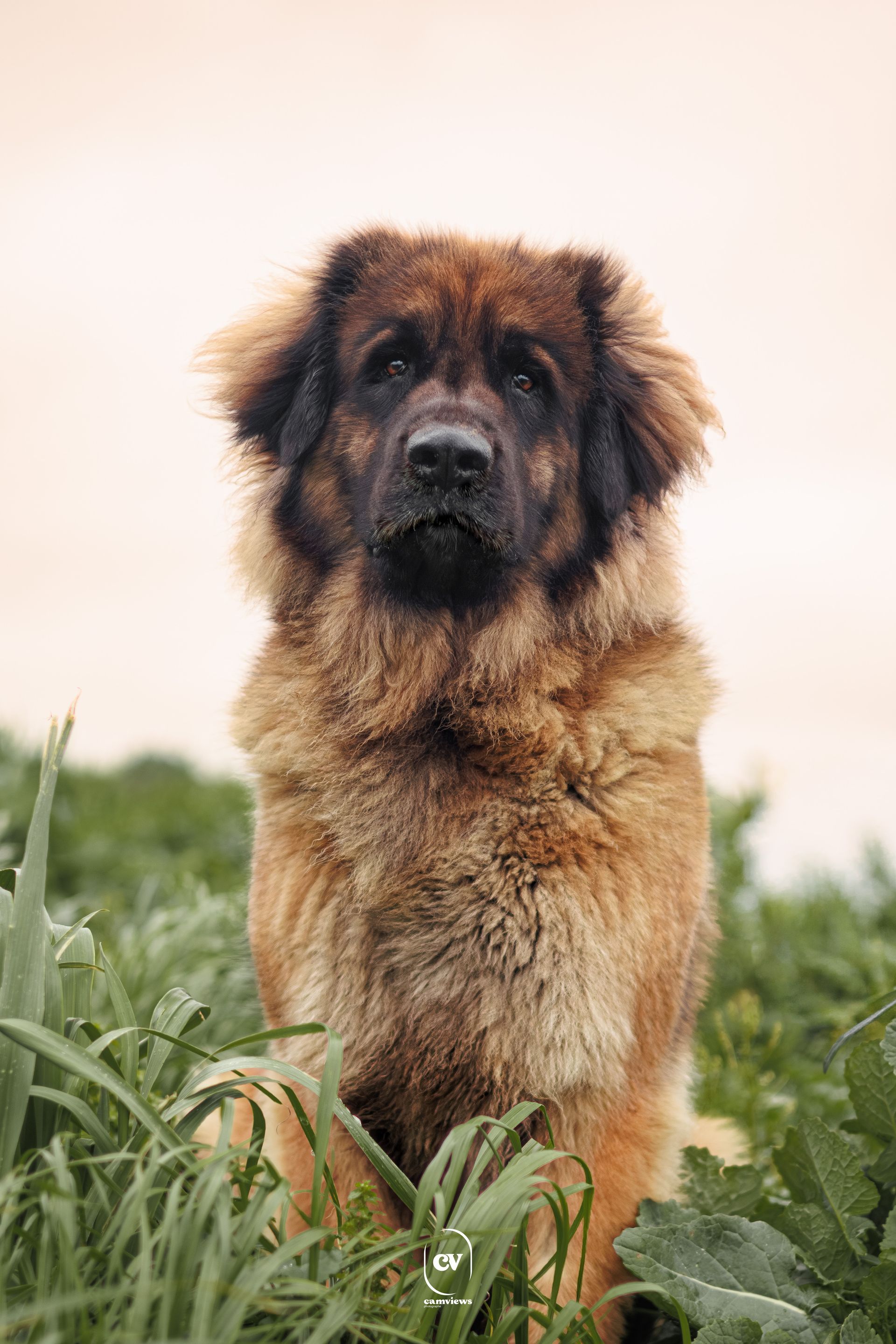 Chienne Leonberg Sanae de la tribu des hermines