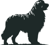 Silhouette noire d'un gros chien leonberg de profil sur fond blanc