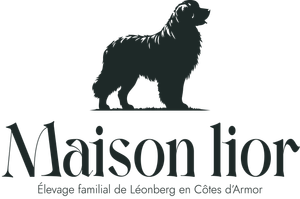 Logo Maison Lior avec silhouette de chien leonberg au-dessus du texte et petit slogan fran&ccedil;ais en dessous