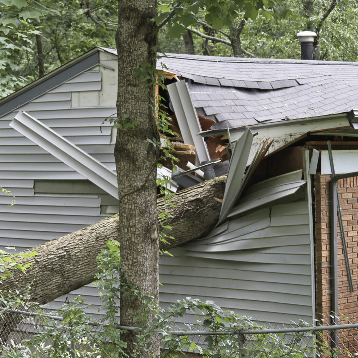 A tree has fallen on the side of a house