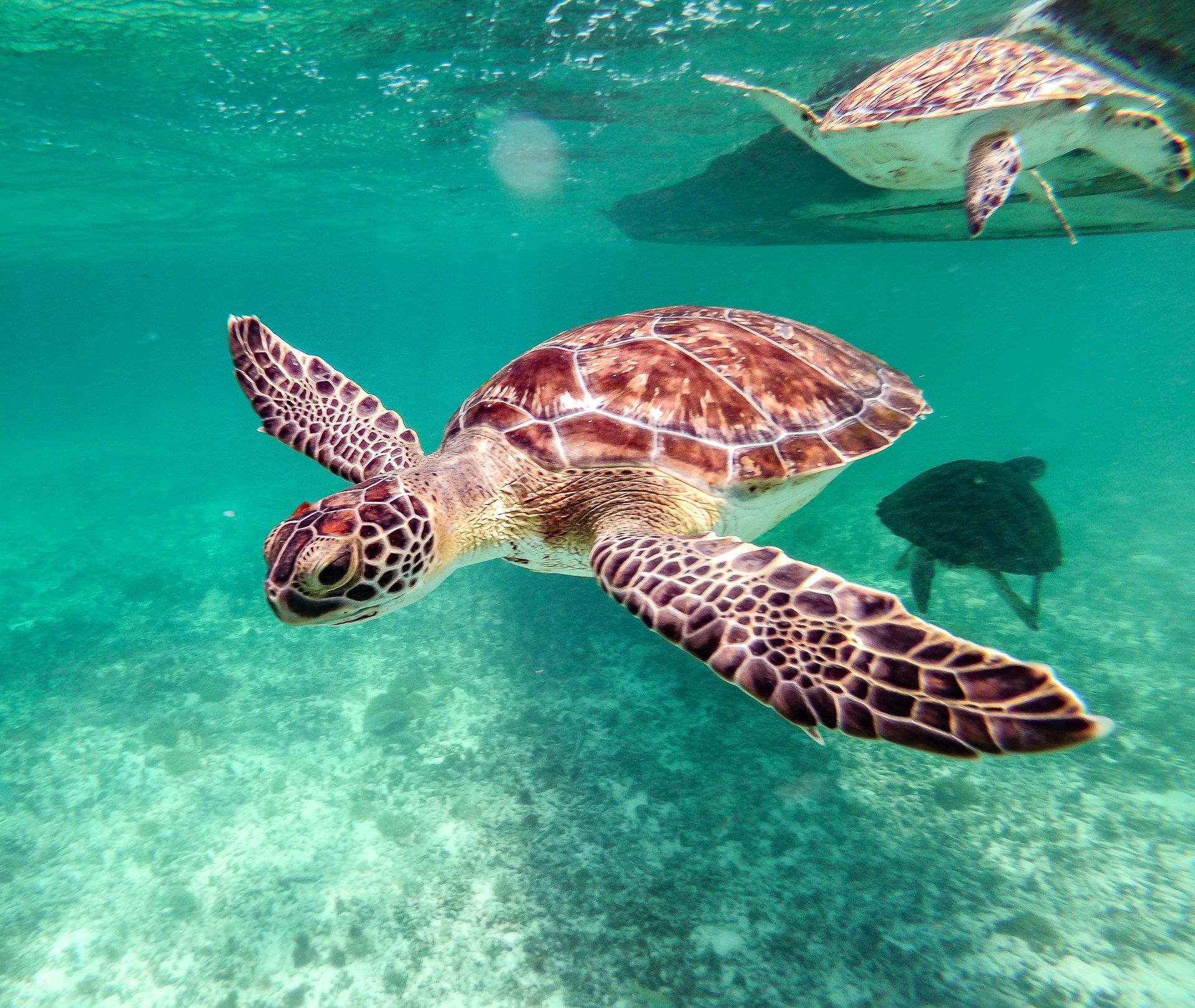 Sea turtles swimming in clear turquoise water, one close to the camera with another above.