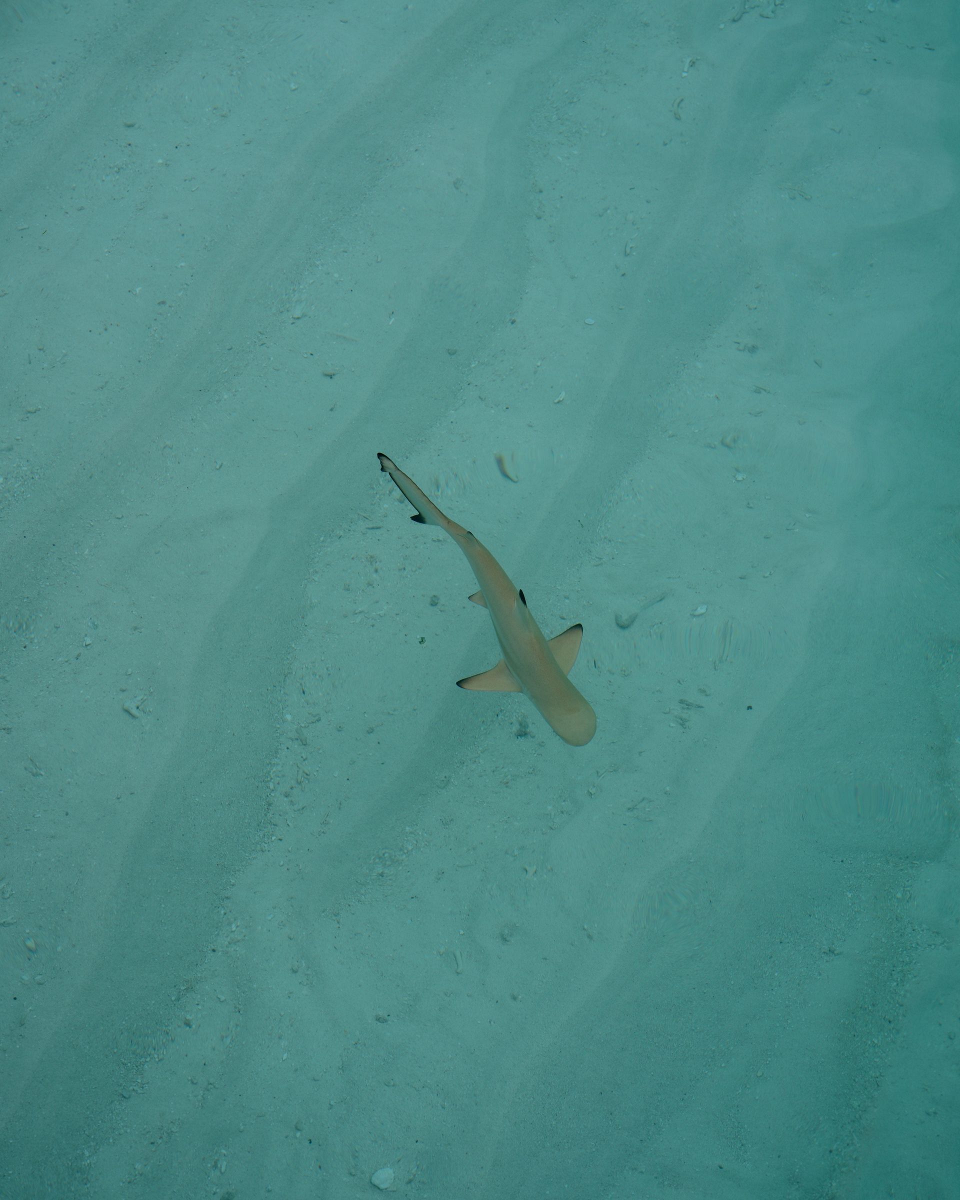 Small shark swimming in clear turquoise water