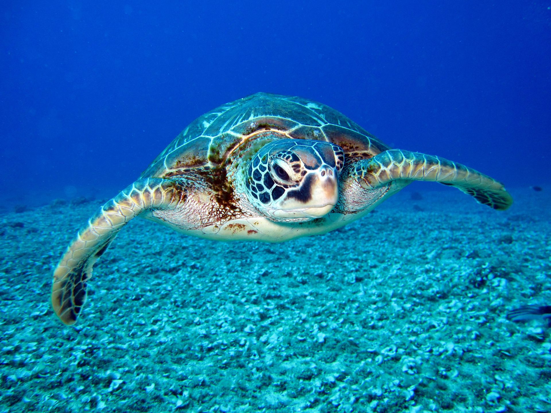 Sea turtle swims underwater with outstretched flippers, facing the camera. Blue water, sandy seabed.