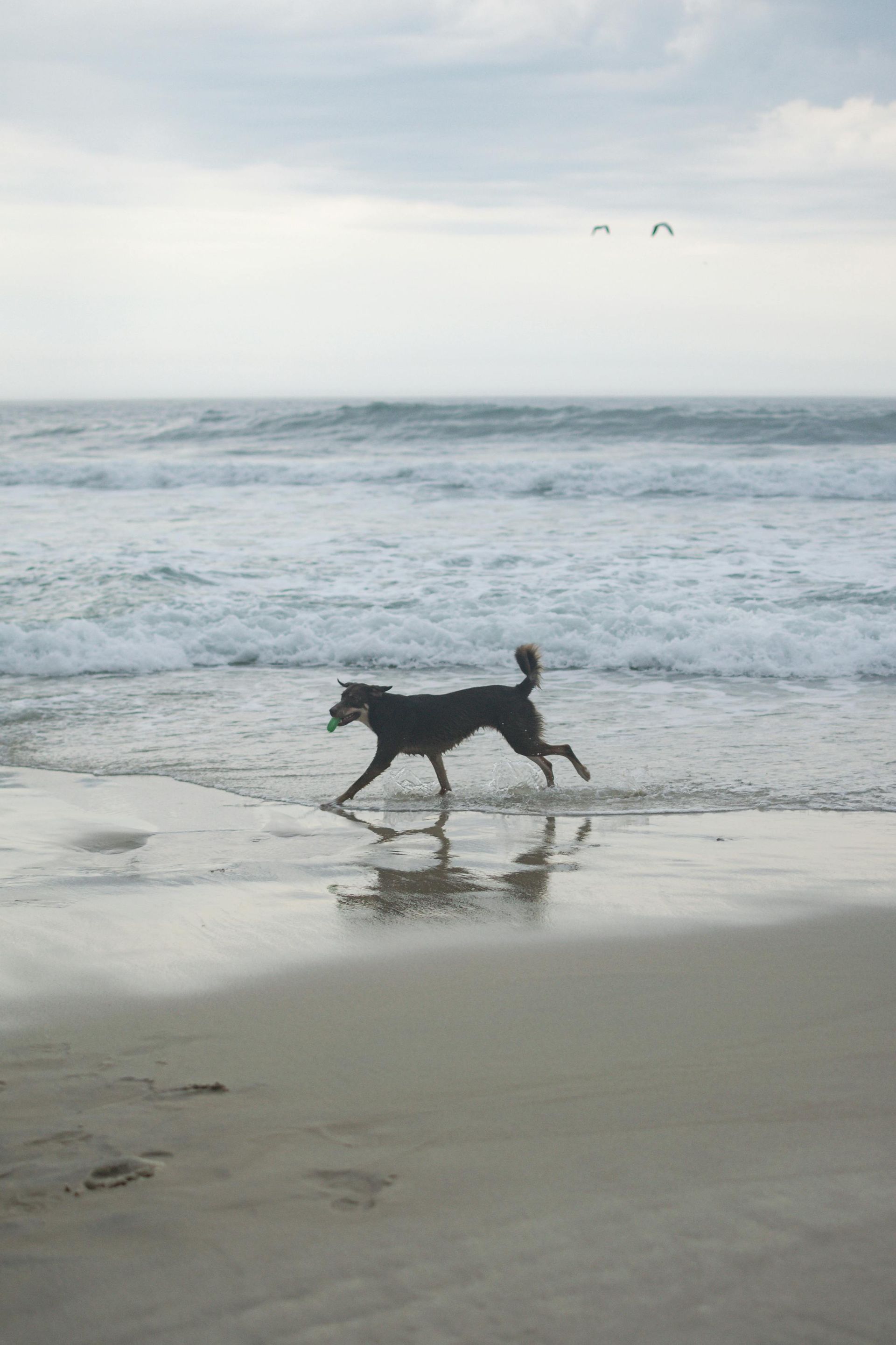 Dog running in shallow water on a sandy beach, waves in the background. Cloudy sky.