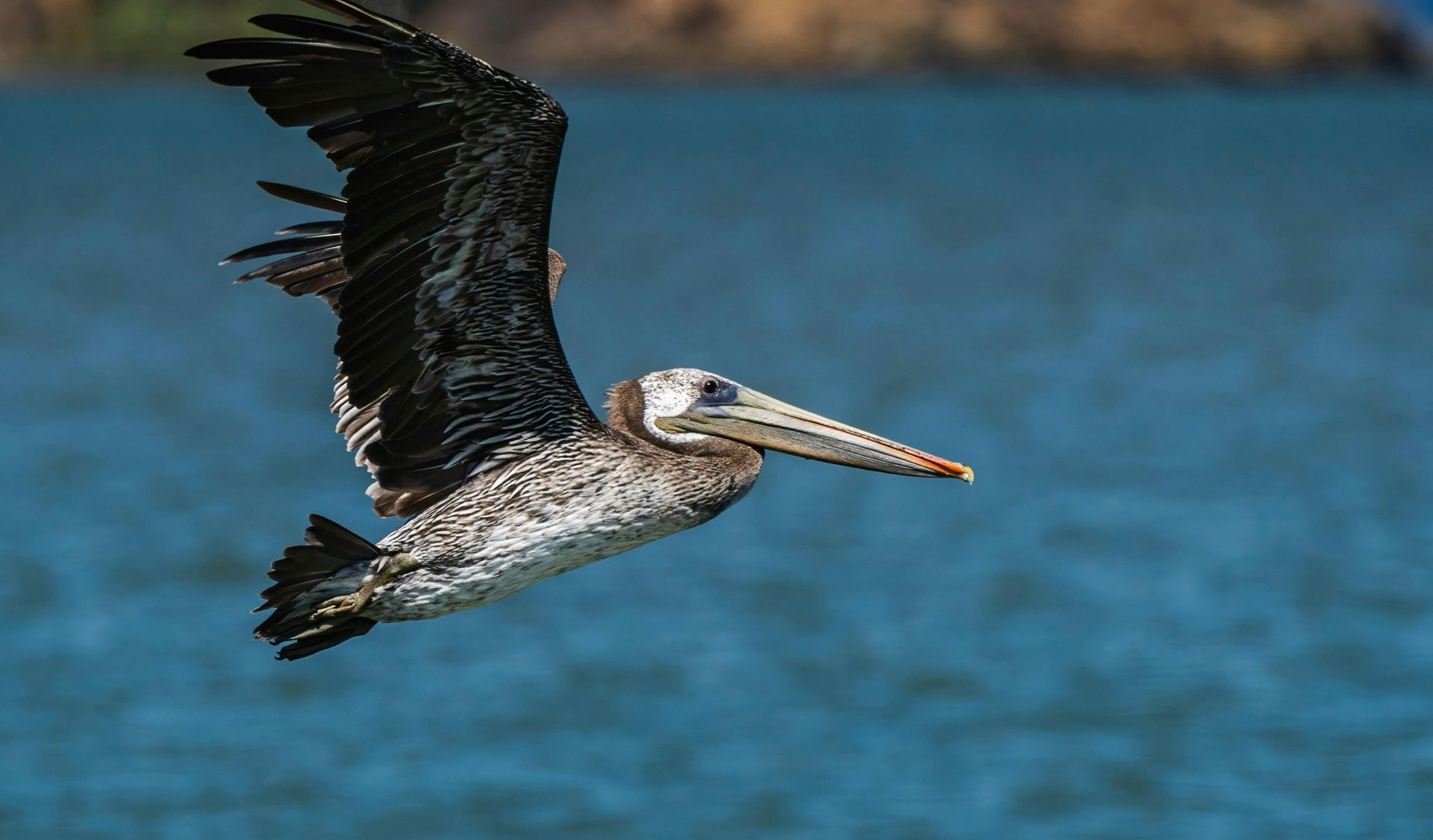 Pelican flying over blue water, wings spread, brown and white feathers.
