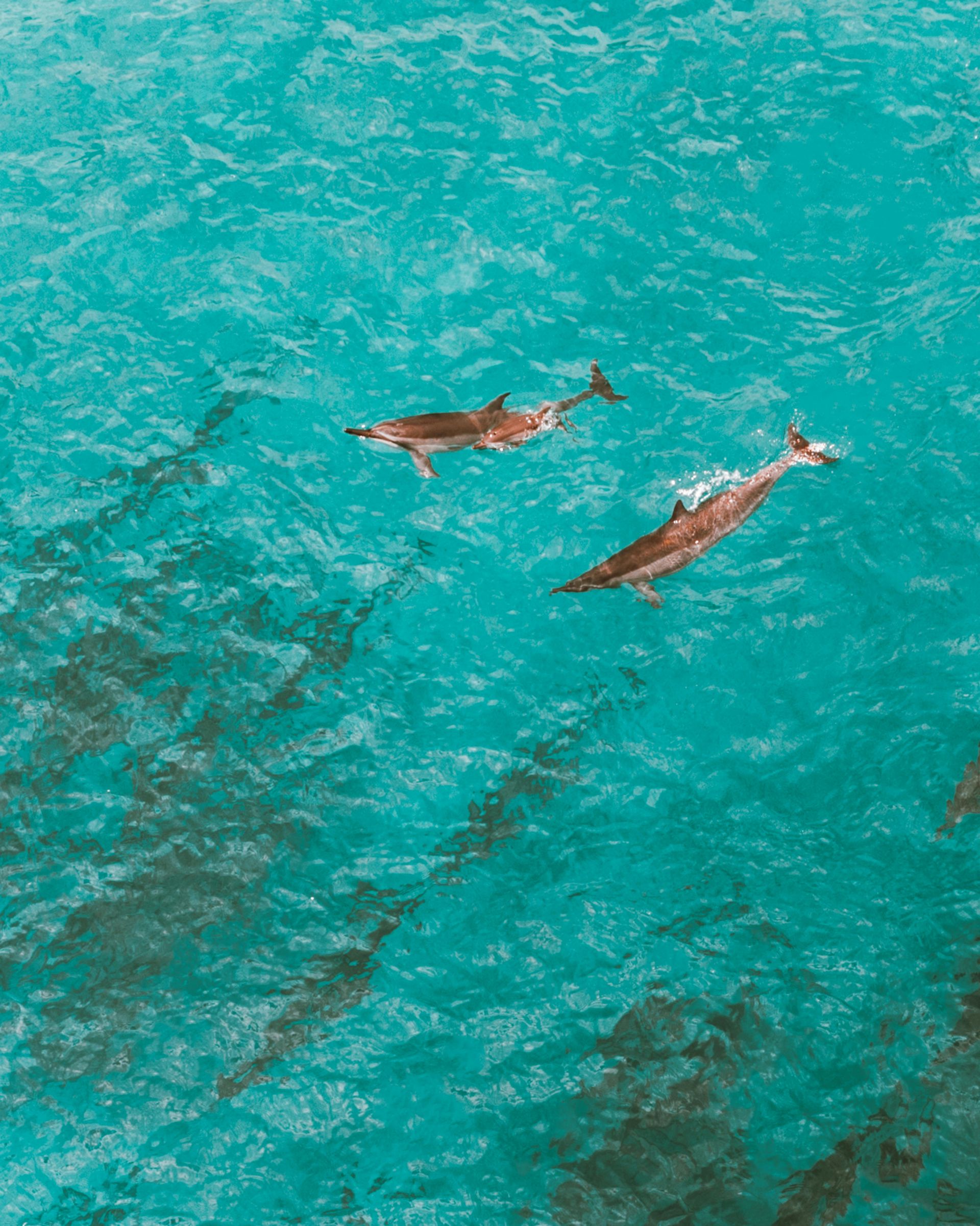 Two dolphins swimming in bright turquoise water with dark shadows below