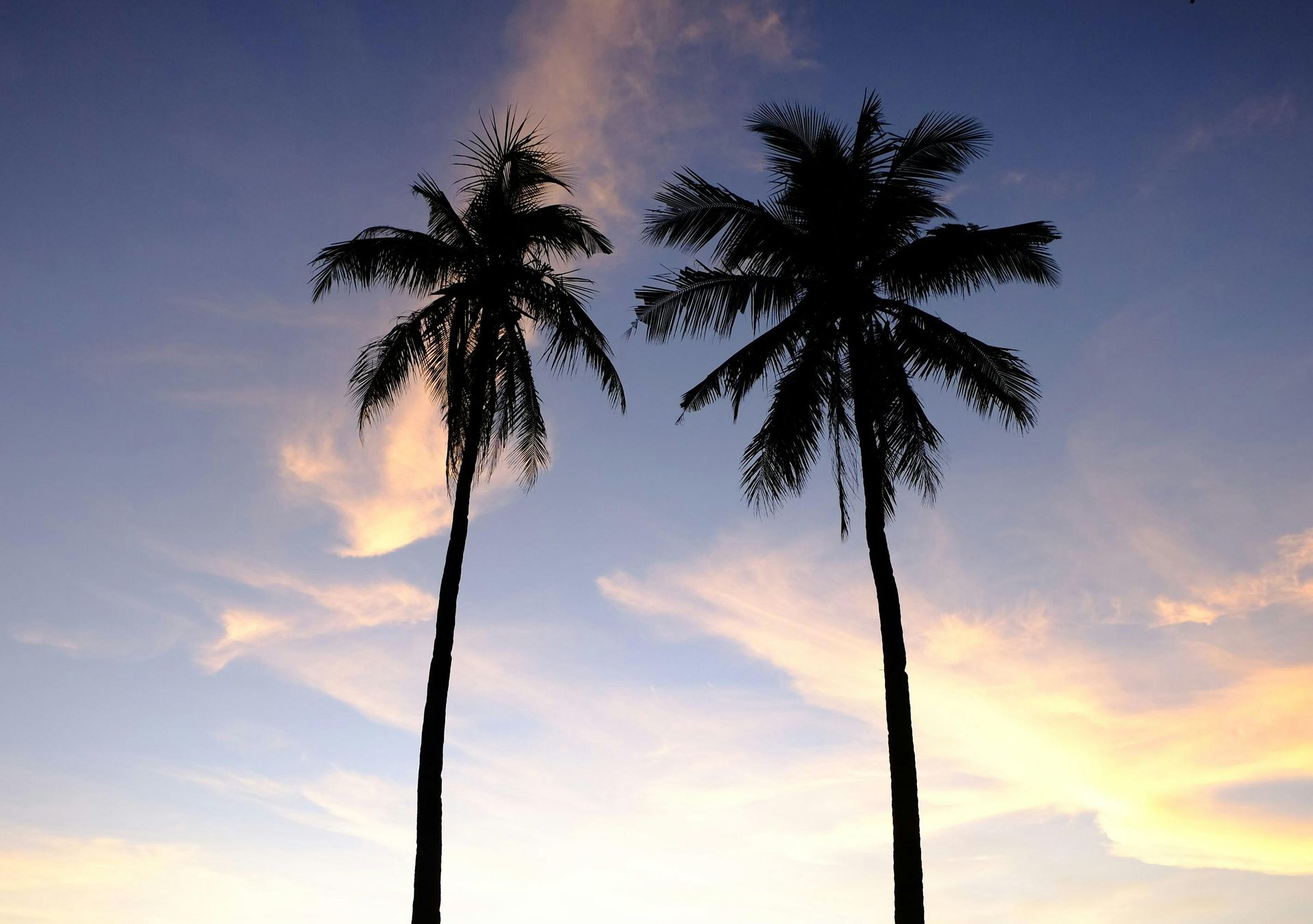 Two silhouetted palm trees against a pastel sunset sky.
