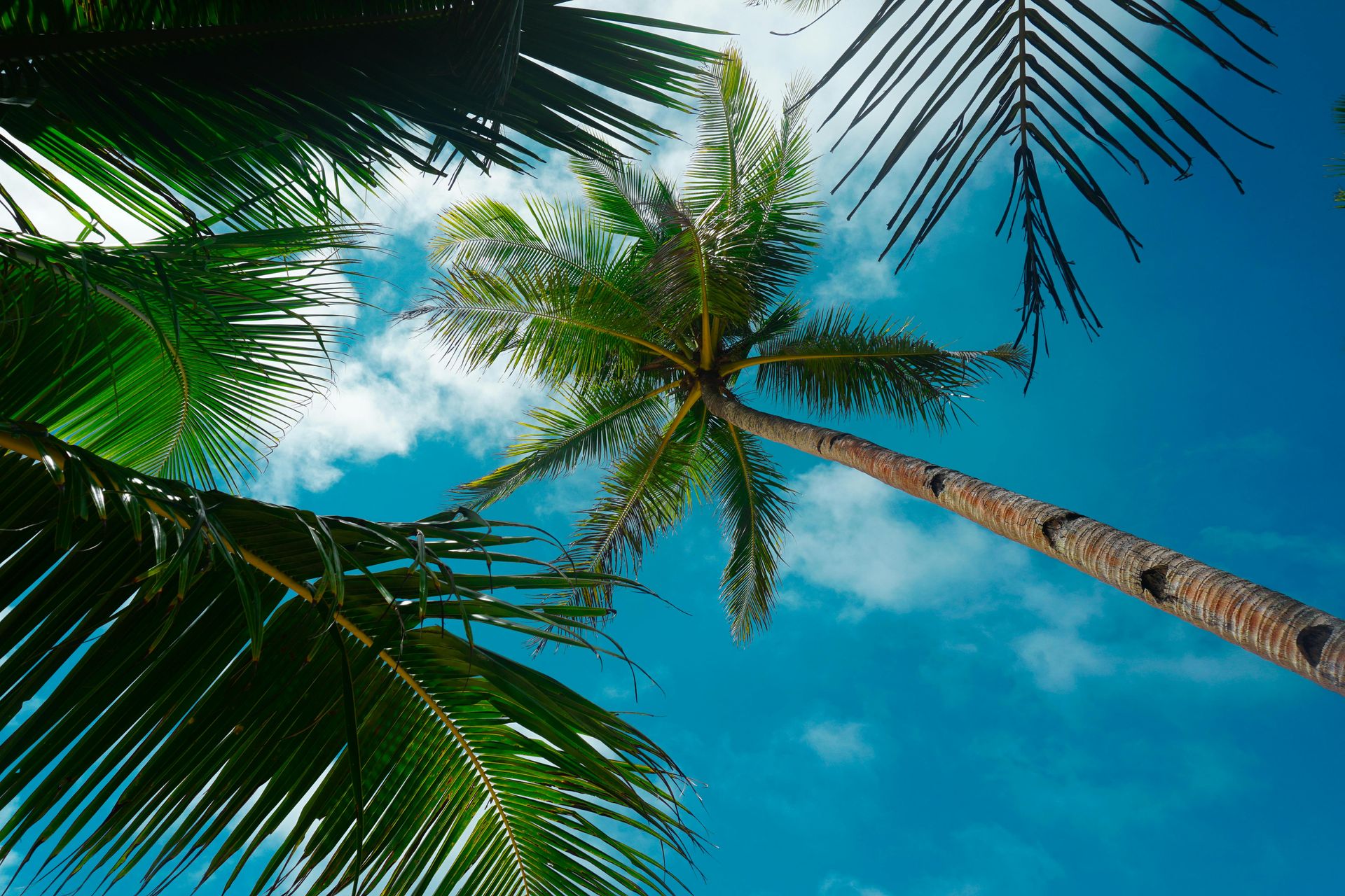 Palm trees viewed from below against a bright blue sky