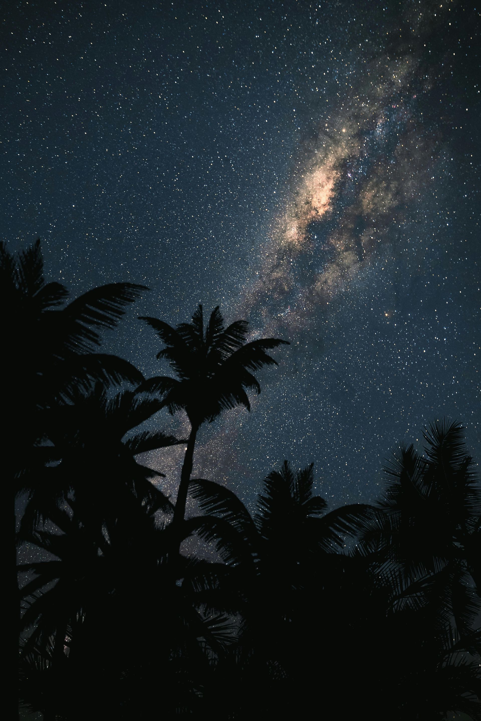 Starry night sky with the Milky Way above silhouetted palm trees