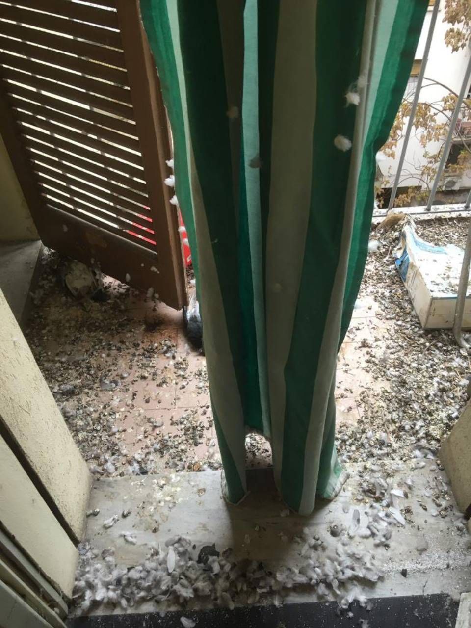 Bonifica del guano a Bologna per privati