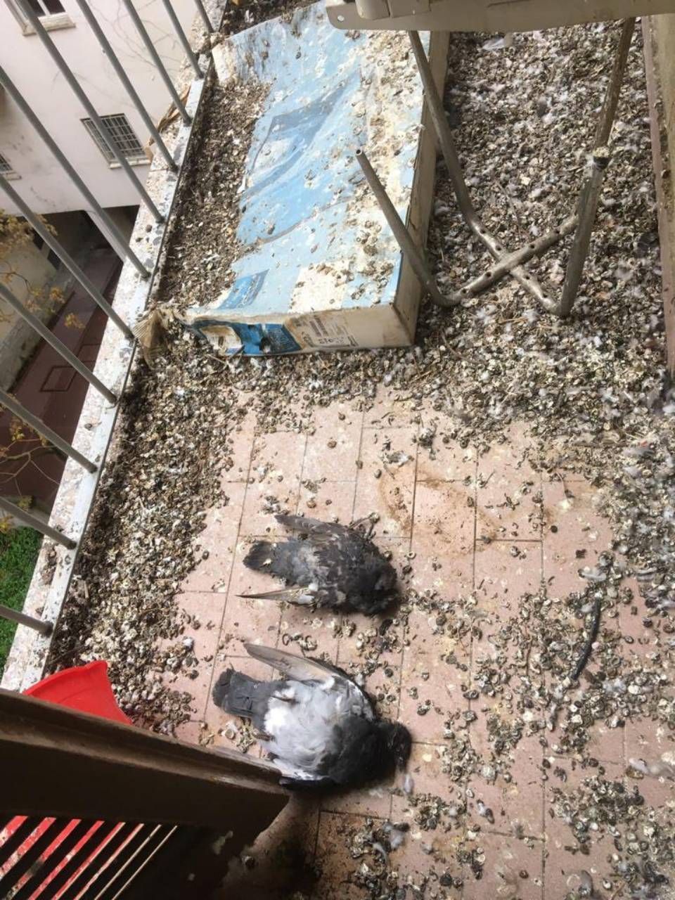 Bonifica del guano a Bologna su balcone