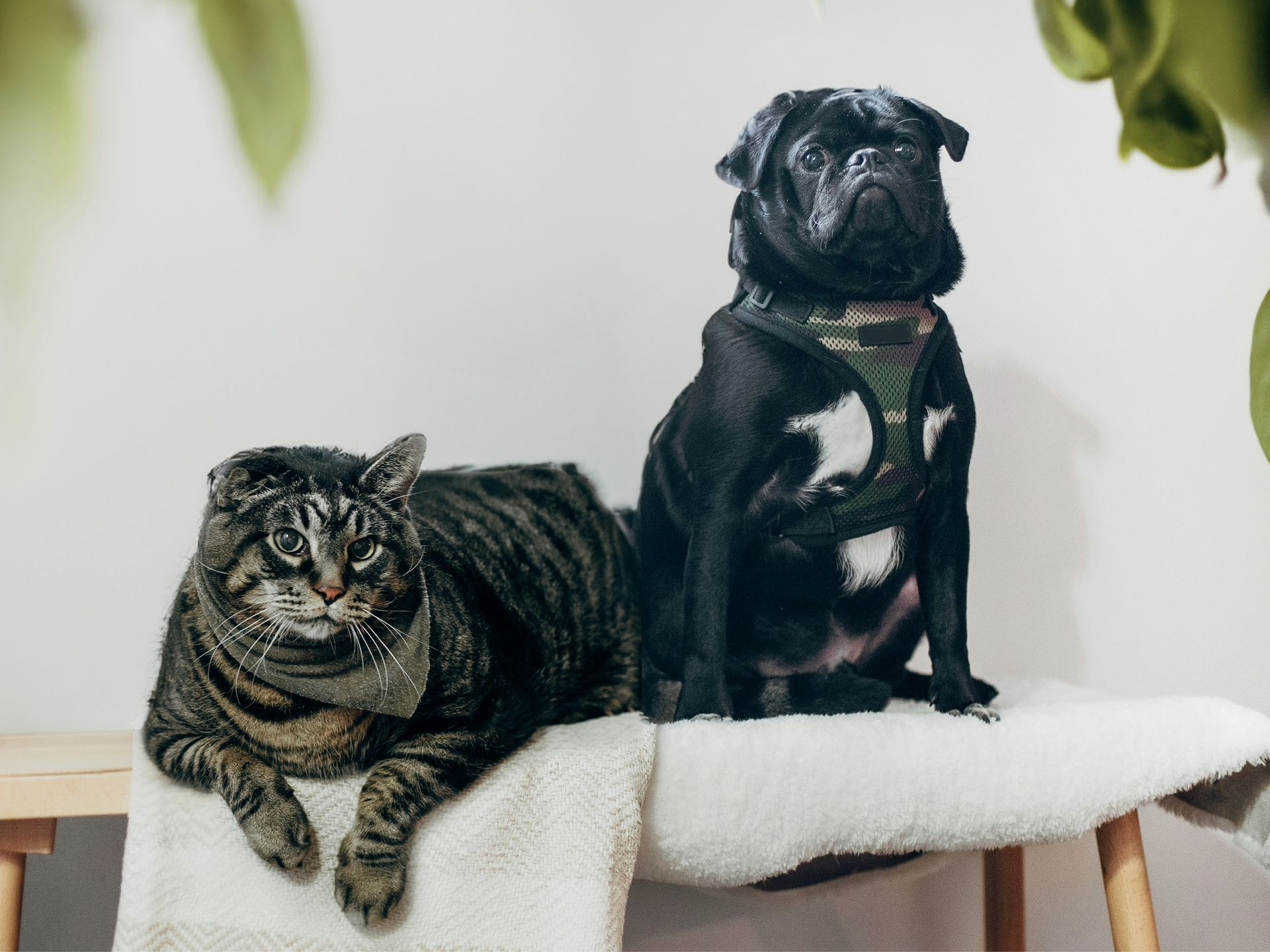 cat and dog