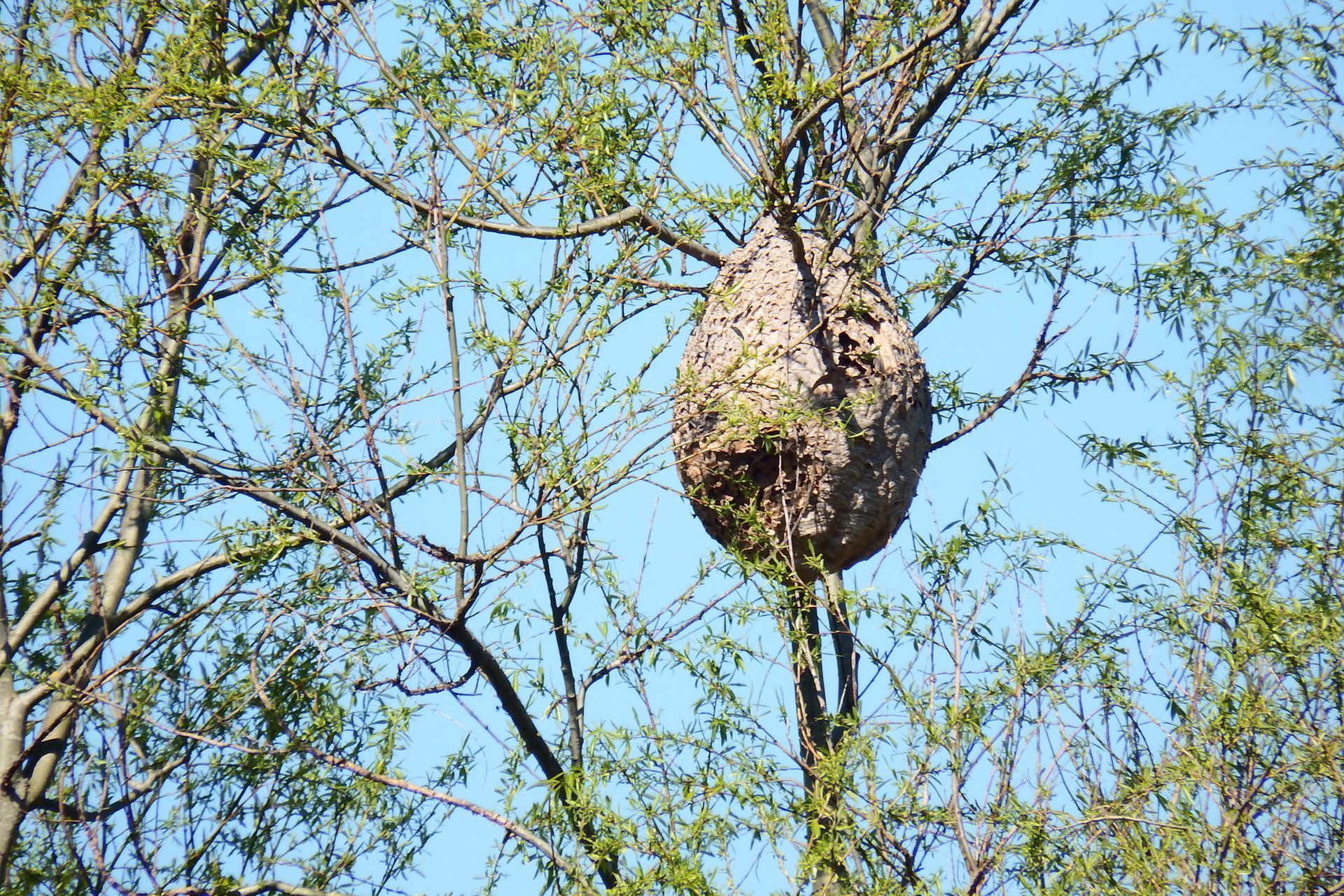 Bee Pest Control - Danville, VA - Affordable Pest Control