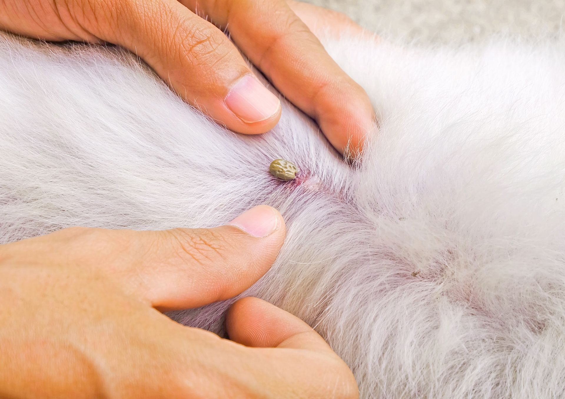 Tick and Flea Pest Control - Danville, VA - Affordable Pest Control