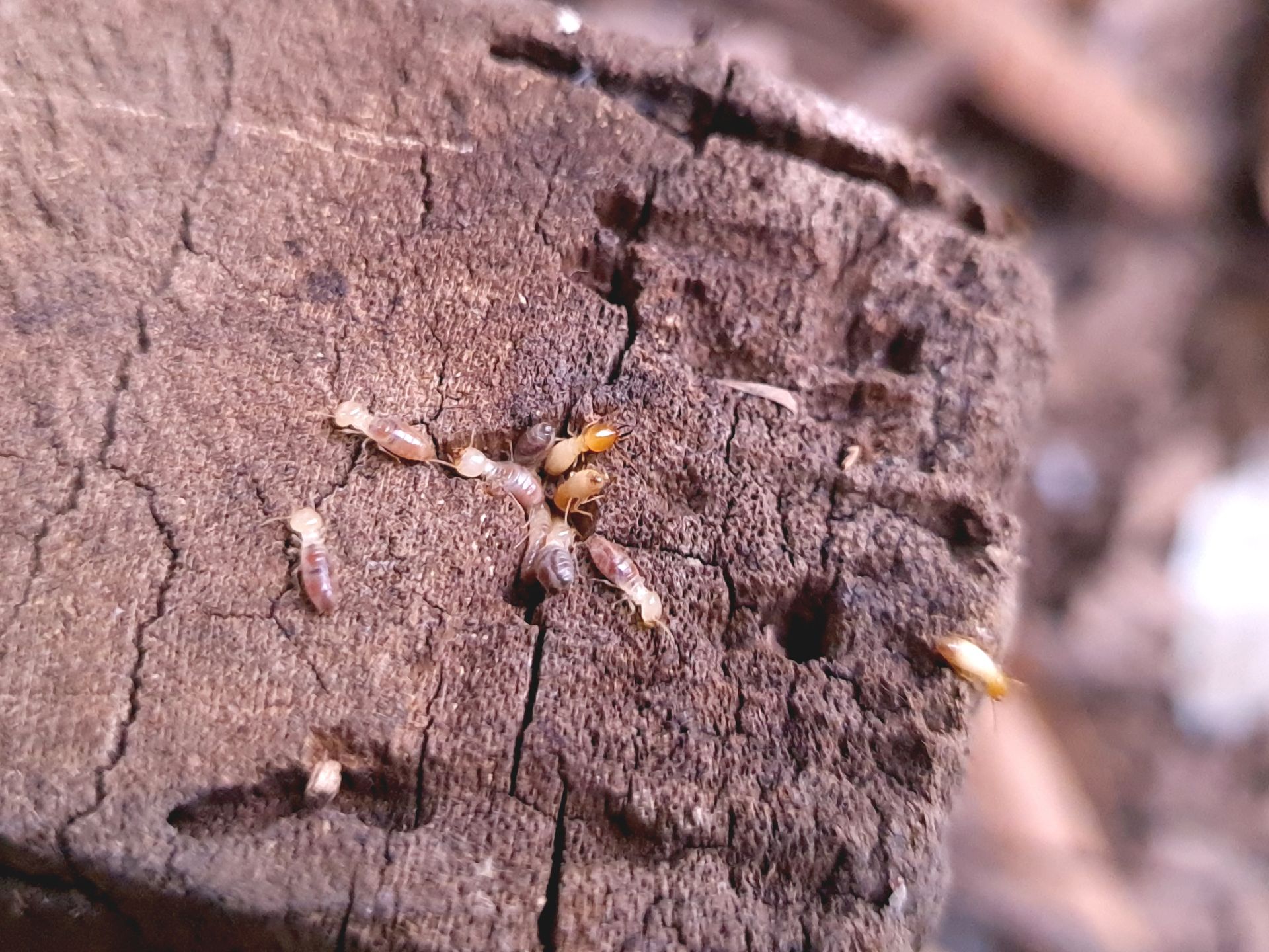 Termite Pest Control - Danville, VA - Affordable Pest Control