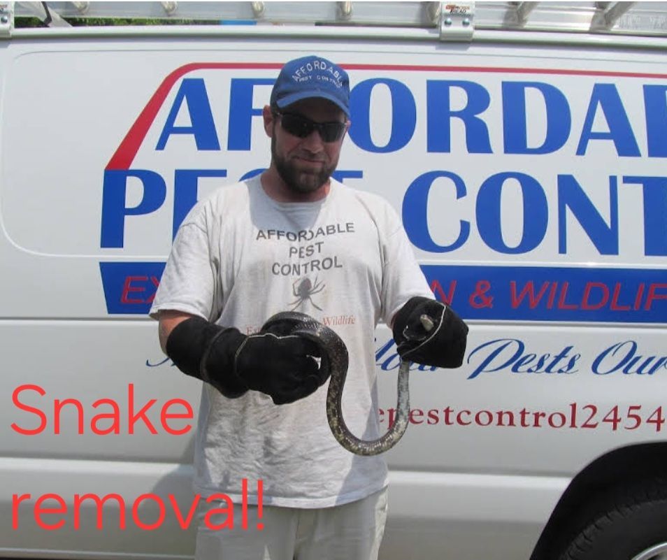 Affordable Pest Control - Danville, VA - Affordable Pest Control