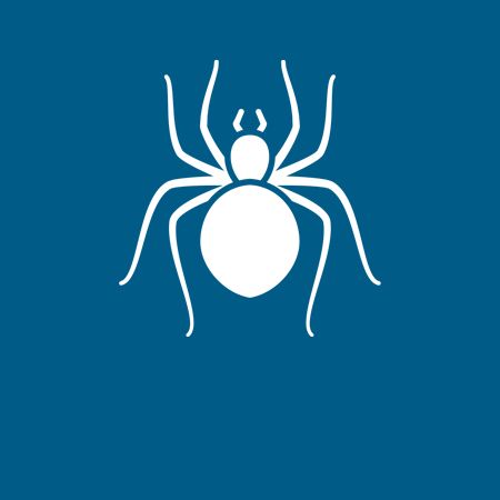 Spiders - Danville, VA - Affordable Pest Control