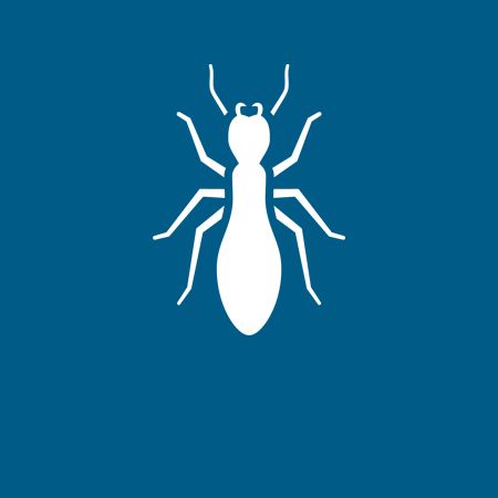 Termites - Danville, VA - Affordable Pest Control