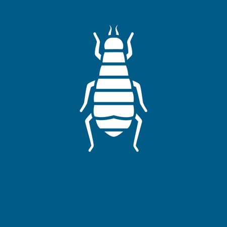 Flees - Danville, VA - Affordable Pest Control