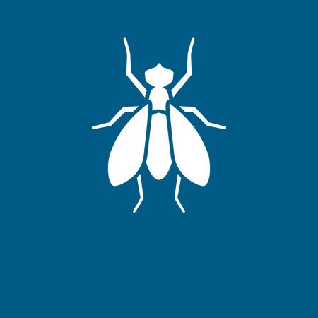 Flies - Danville, VA - Affordable Pest Control