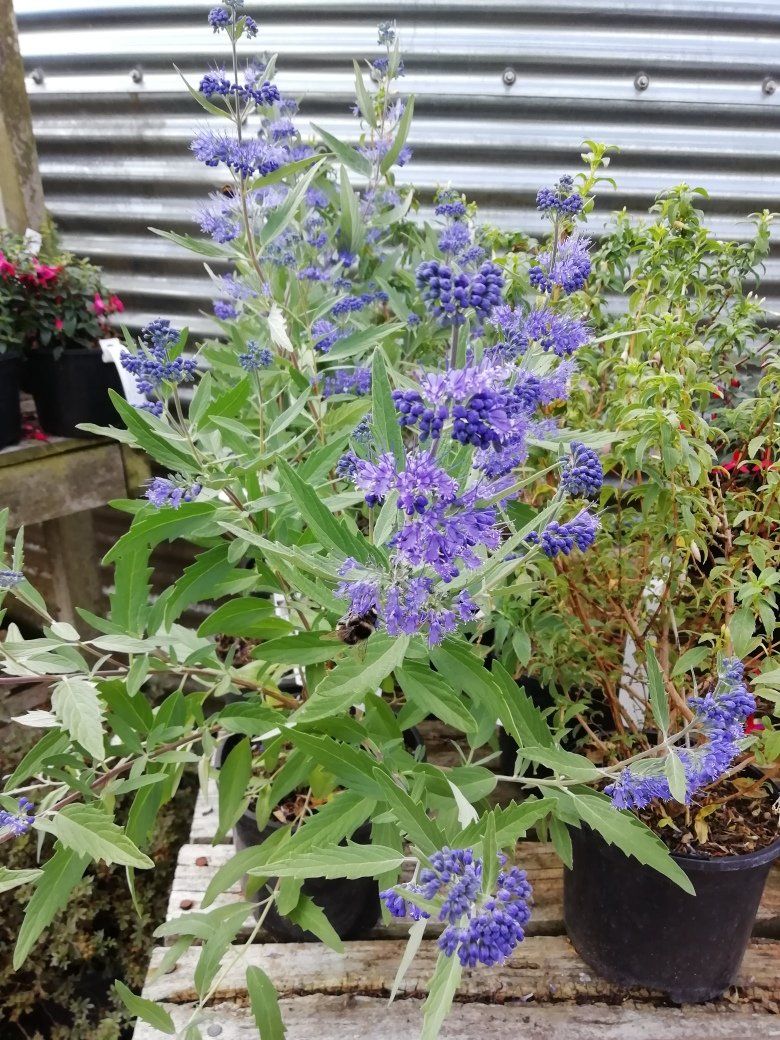 Plants Gallery 8