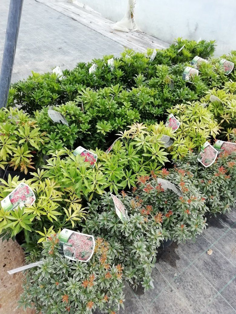 Plants Gallery 5