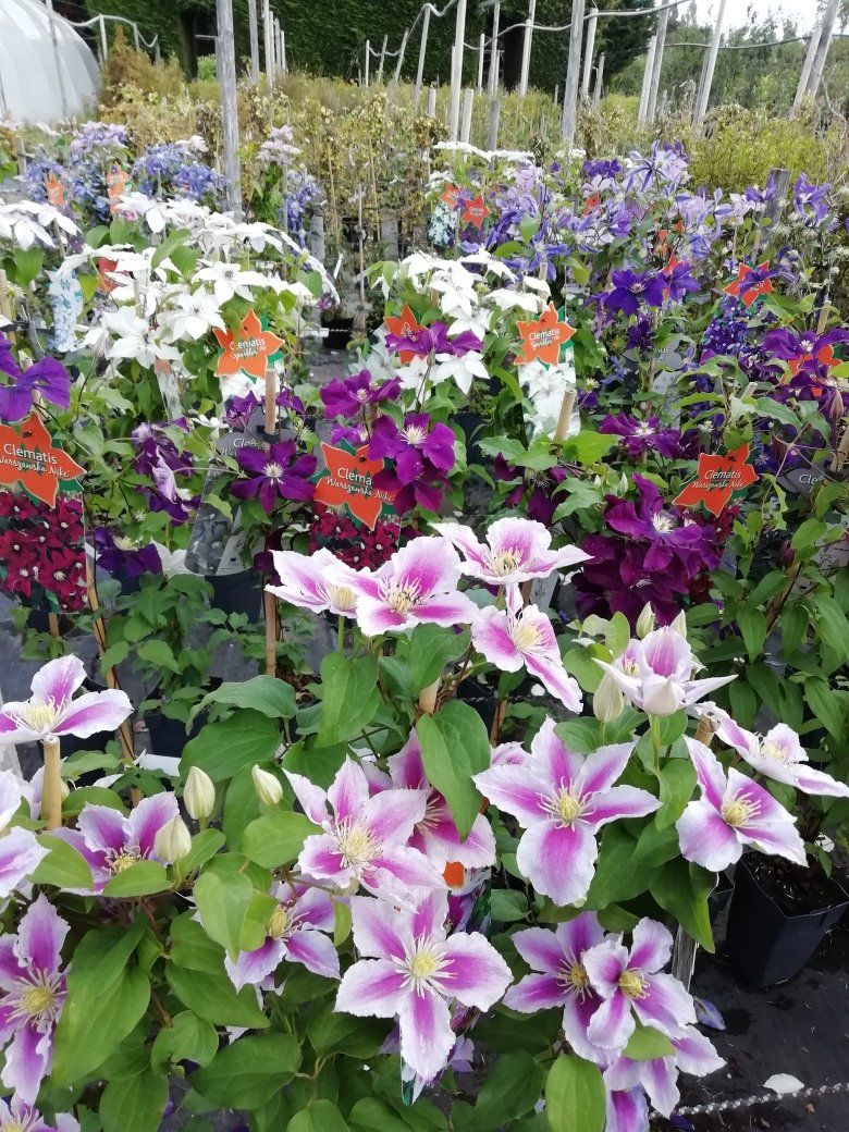 Plants Gallery 6