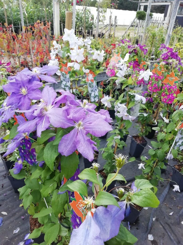 Plants Gallery 7