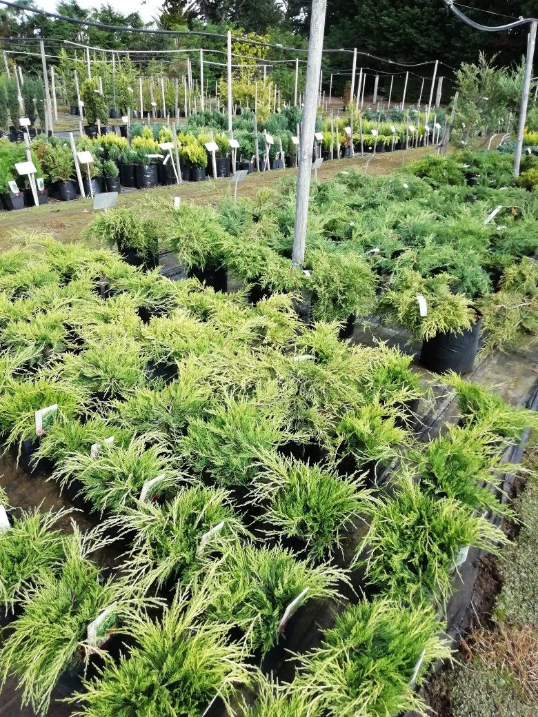 Plants Gallery 3