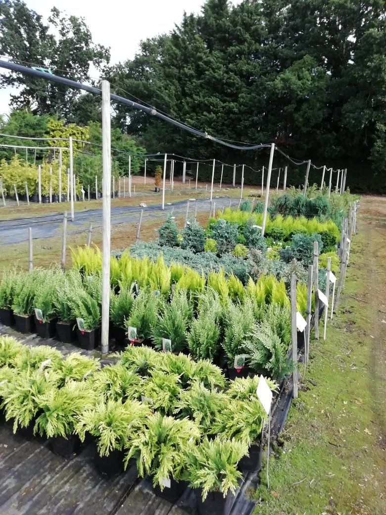 Plants Gallery 4