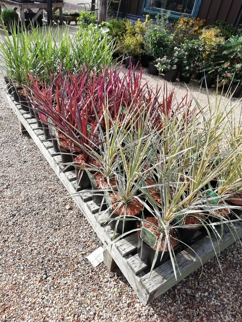 Plants Gallery 1