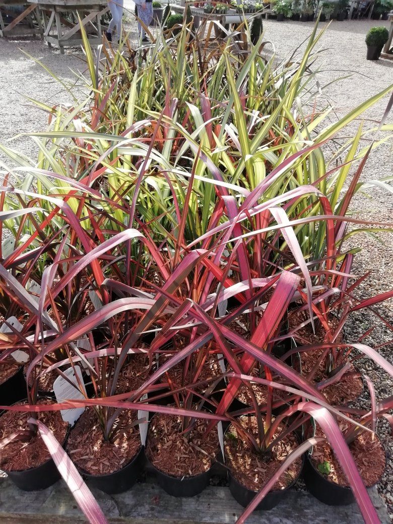 Plants Gallery 2
